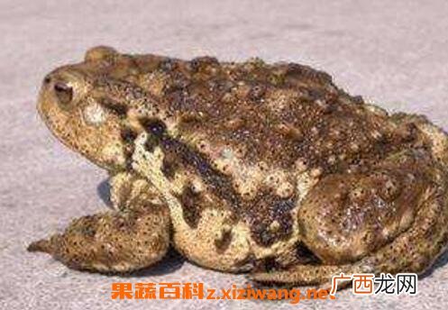 癞蛤蟆皮的功效与作用及药用价值