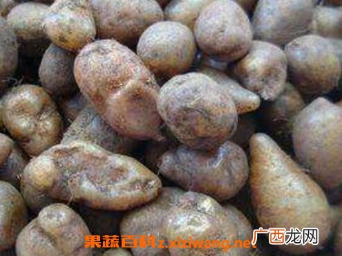 凤凰卵的功效与作用 凤凰卵的药用价值