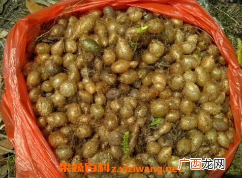 凤凰卵的功效与作用 凤凰卵的药用价值