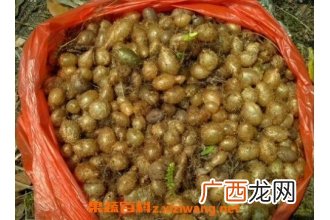 凤凰卵的功效与作用 凤凰卵的药用价值