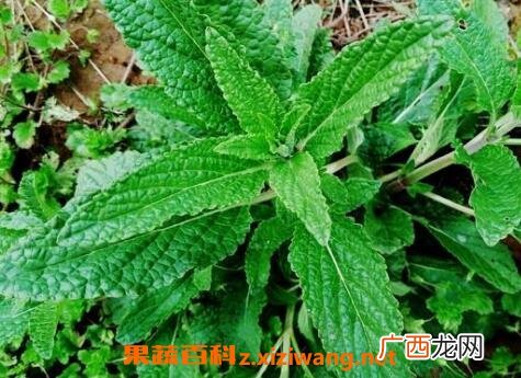 癞蛤蟆草的功效与作用及药用价值