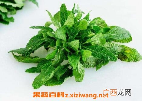 癞蛤蟆草的功效与作用及药用价值