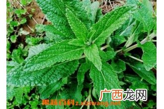 癞蛤蟆草的功效与作用及药用价值
