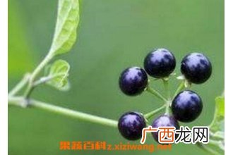 黑星星果的药用价值与功效