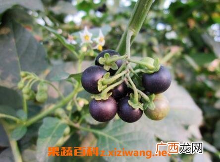 黑星星果的药用价值与功效