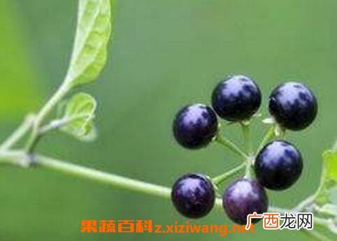 黑星星果的药用价值与功效
