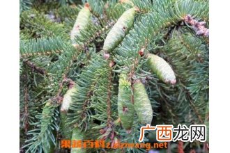 球球果什么 球球果的功效与药用价值