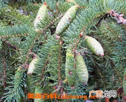 球球果什么 球球果的功效与药用价值