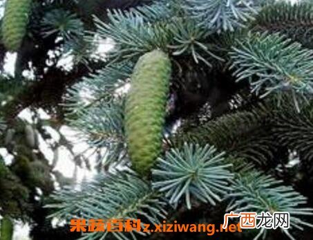 球球果什么 球球果的功效与药用价值