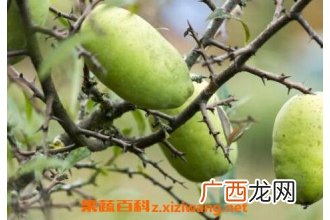白花果皮的功效与作用及药用价值