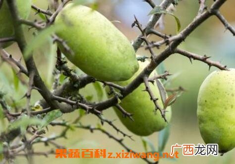 白花果皮的功效与作用及药用价值