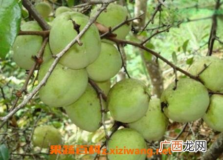 白花果皮的功效与作用及药用价值