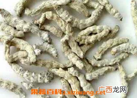 白僵虫的功效与作用