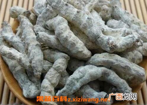 白僵虫的功效与作用