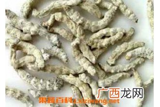 白僵虫的功效与作用
