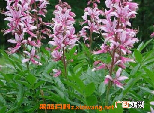 拔骨牛的功效与作用