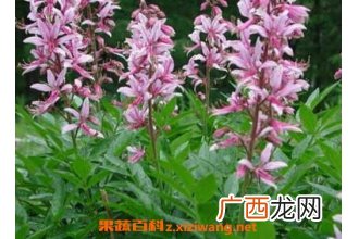 拔骨牛的功效与作用