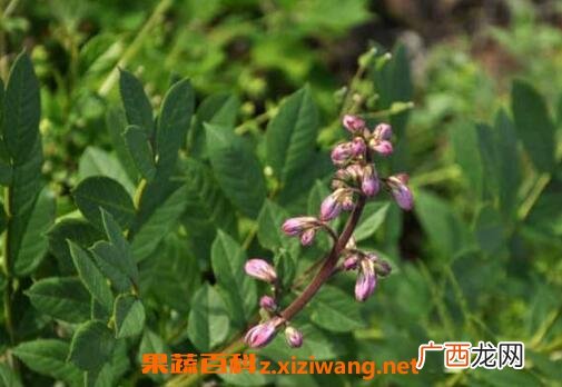 拔骨牛的功效与作用