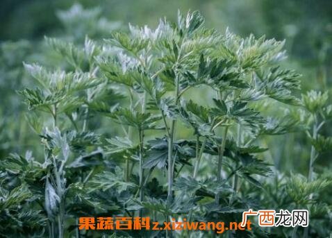 野艾蒿的功效与作用