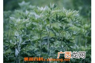 野艾蒿的功效与作用