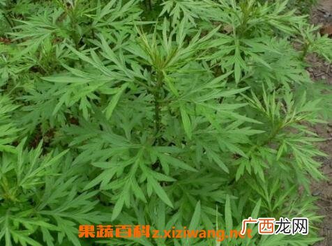 野艾蒿的功效与作用