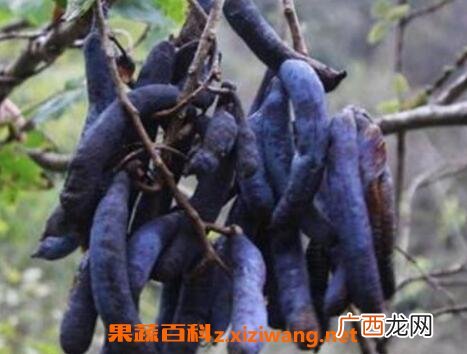 猫屎瓜的功效与作用及药用价值