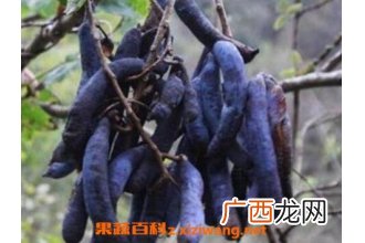 猫屎瓜的功效与作用及药用价值