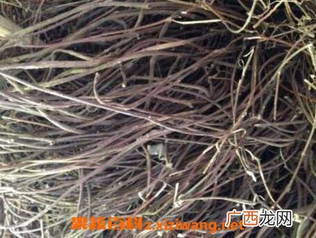 拔骨草的功效与作用