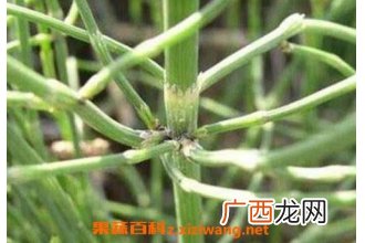 拔骨草的功效与作用