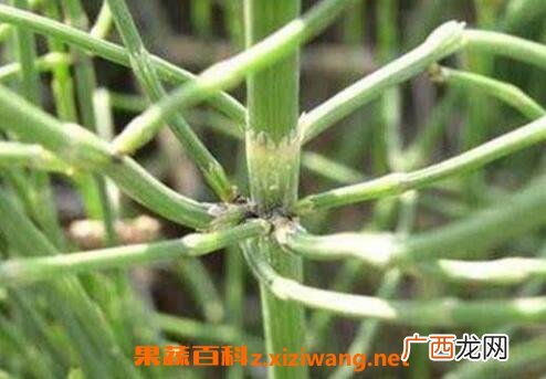 拔骨草的功效与作用