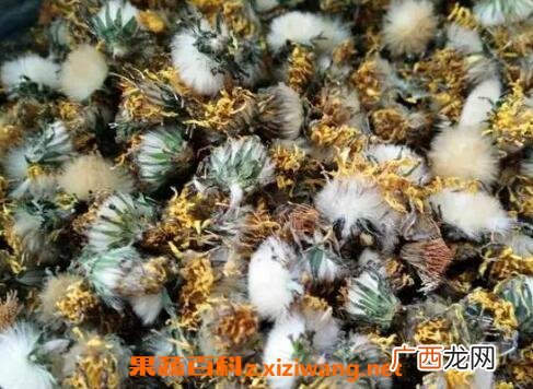 蒲公英泡水喝有什么功效