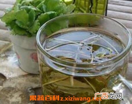 蒲公英泡水喝有什么功效