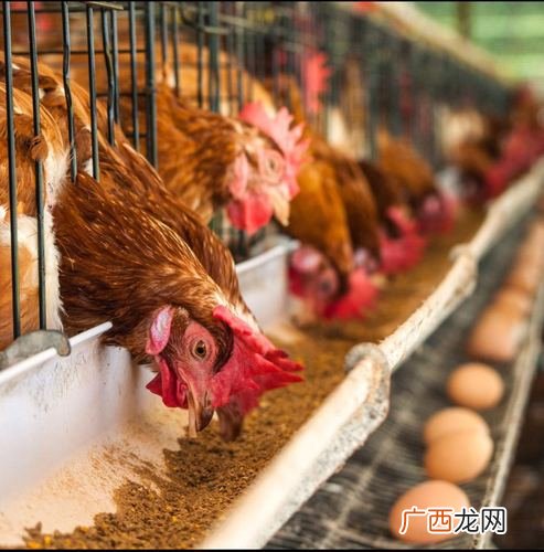 蛋鸡苗 蛋鸡养殖技术资料