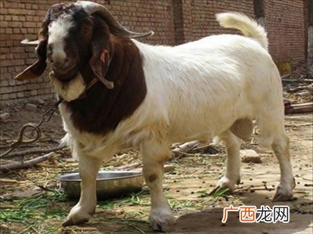 农村阉山羊 山羊阉割技术