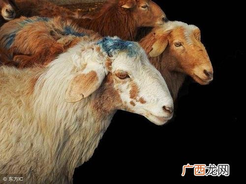 羊为什么要阉掉 山羊的阉割技术