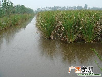 稻田养殖泥鳅 稻田泥鳅养殖技术视频