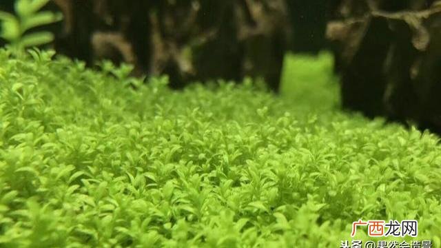 种兔养殖技术视频 珍珠兔养殖技术论文