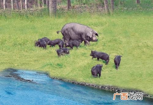 发酵床配方比例 发酵床技术要点
