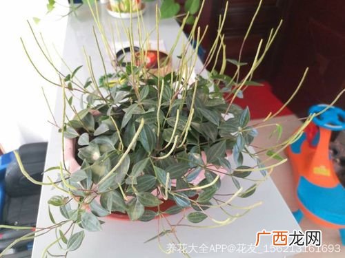 翡翠吊兰图片种类图片 花卉翡翠吊兰图片