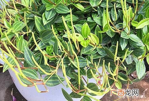 翡翠吊兰图片种类图片 花卉翡翠吊兰图片