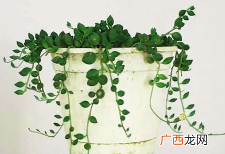 翡翠吊兰图片种类图片 花卉翡翠吊兰图片