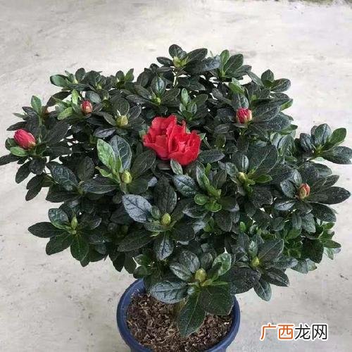 花卉种植基地 花卉介绍网