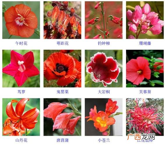 花卉种植基地 花卉介绍网