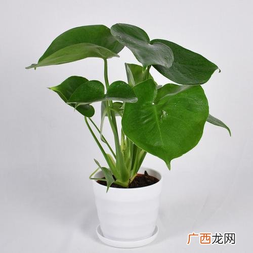 木本花卉盆景 花卉盆景植物