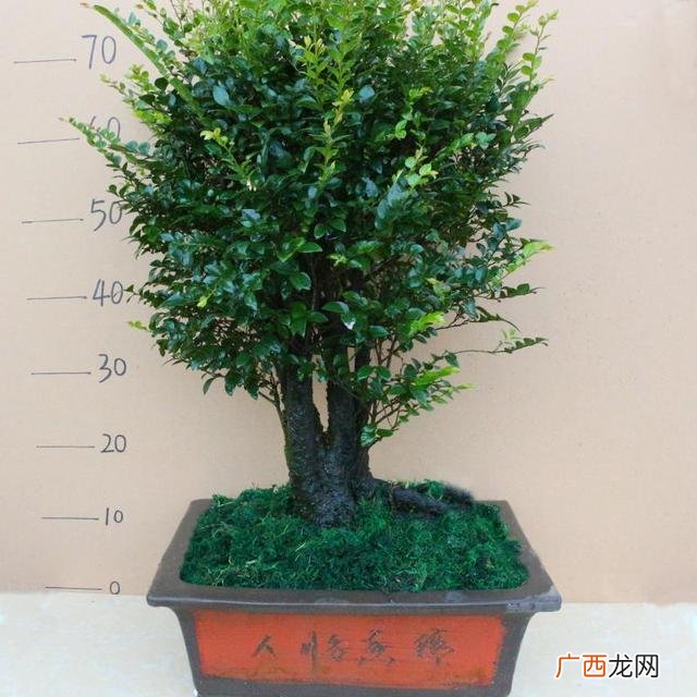 木本花卉盆景 花卉盆景植物