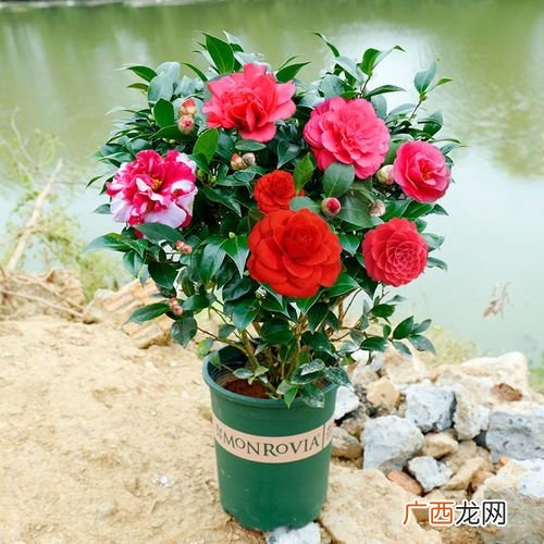 木本花卉盆景 花卉盆景植物