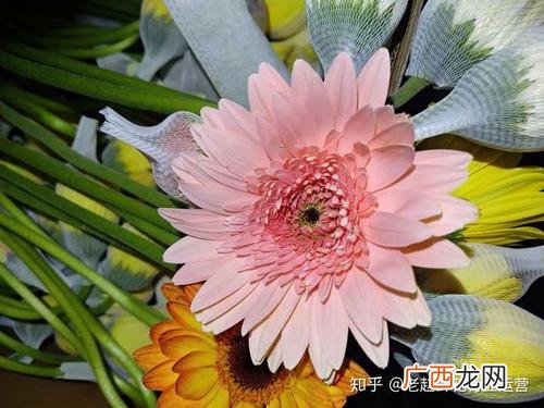 花卉批发网 花卉行业网