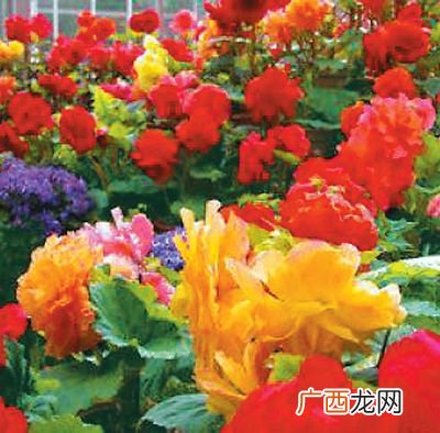 花卉批发网 花卉行业网
