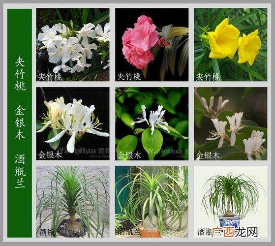 100种花的名字和图片 花字的花卉名称