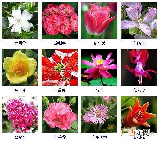 100种花的名字和图片 花字的花卉名称